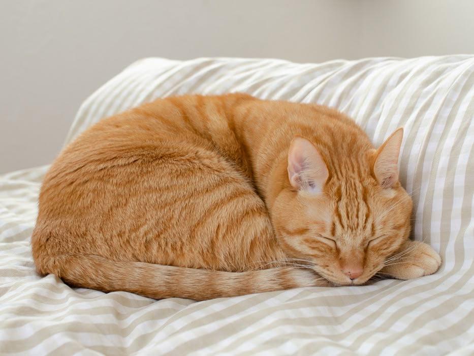 The Cat in the… Pot? Cuddly Felines Nap in Japanese Cookware