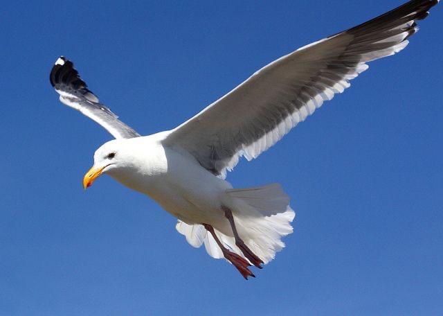 What Future for the ‘Wikipedia Seagull’ on Kazakhstan's Brand New Banknotes?
